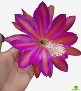 Pegasus  Epiphyllum